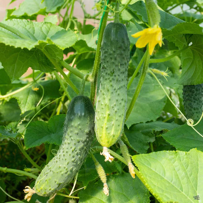 Organic National Pickling Cucumber for Plant