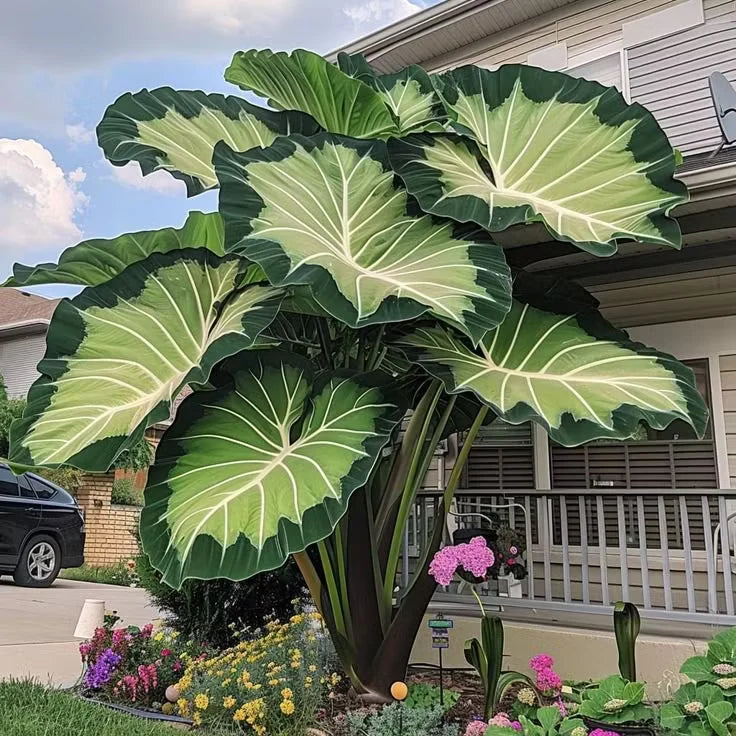Giant Colorful Caladium Grow Kit – Vibrant Foliage & Oversized Growth