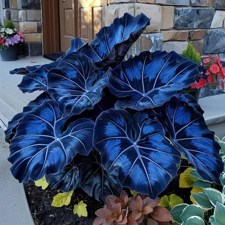 Giant Colorful Caladium Grow Kit – Vibrant Foliage & Oversized Growth