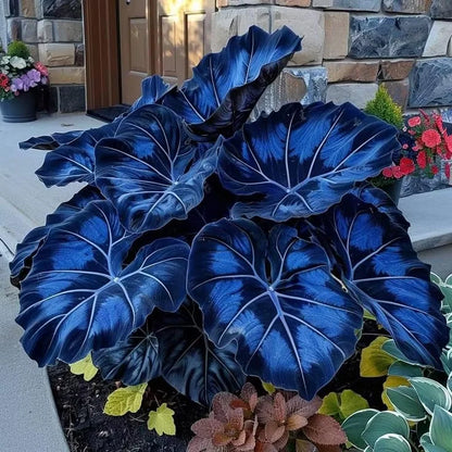 Giant Colorful Caladium Grow Kit – Vibrant Foliage & Oversized Growth