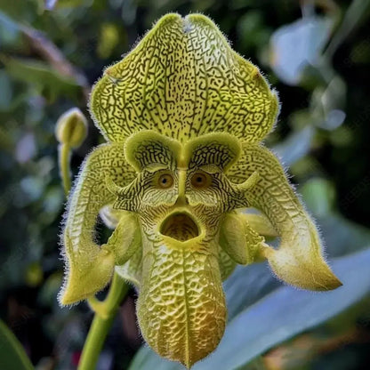 Rare Monkey Face Orchid – One of Nature’s Most Mysterious Blooms