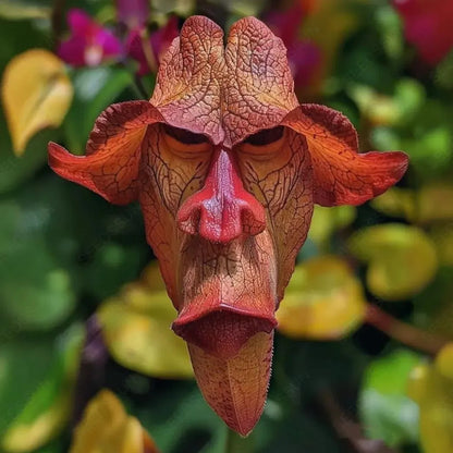 Rare Monkey Face Orchid – One of Nature’s Most Mysterious Blooms