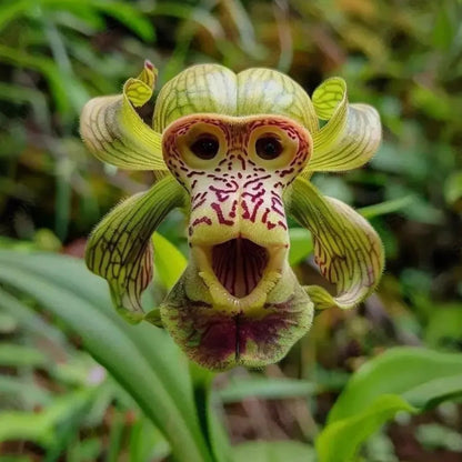 Rare Monkey Face Orchid – One of Nature’s Most Mysterious Blooms