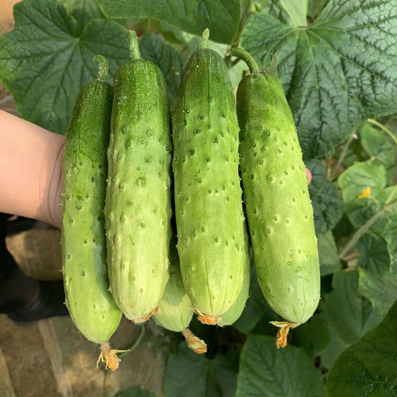 Organic National Pickling Cucumber for Plant