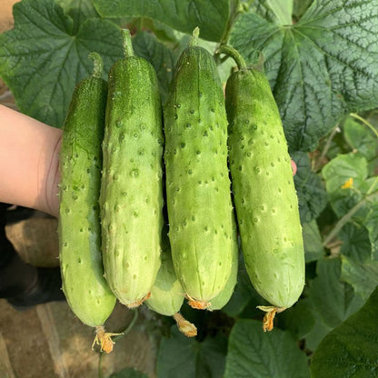 Organic National Pickling Cucumber for Plant
