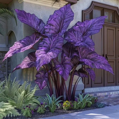 Giant Colorful Caladium Grow Kit – Vibrant Foliage & Oversized Growth