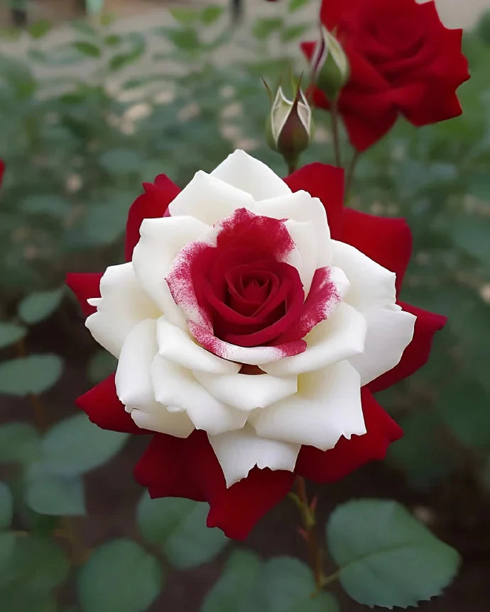 Rare Twin Red White Rose Flower