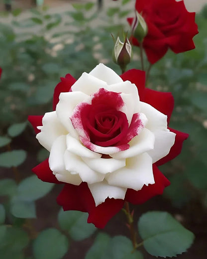 Rare Twin Red White Rose Flower
