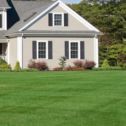 🌱Evergreen Dwarf Grass for All-Season Lawn & Garden Cover