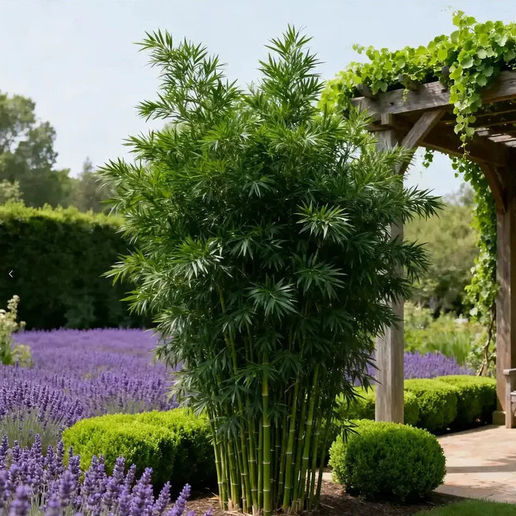 Lucky Bamboo Cypress Grow Pack