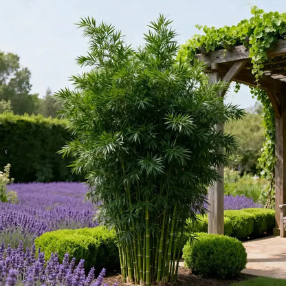 Lucky Bamboo Cypress Grow Pack
