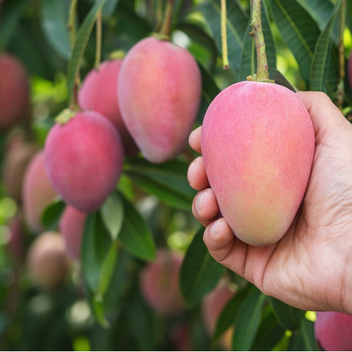 Pink mango fruit on a mature tree