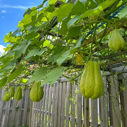 Chayote Seeds for Planting – Fast Growing Mexican Squash Vine