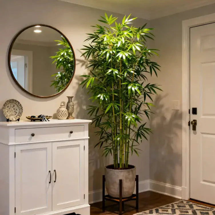Lucky Bamboo Cypress Grow Pack