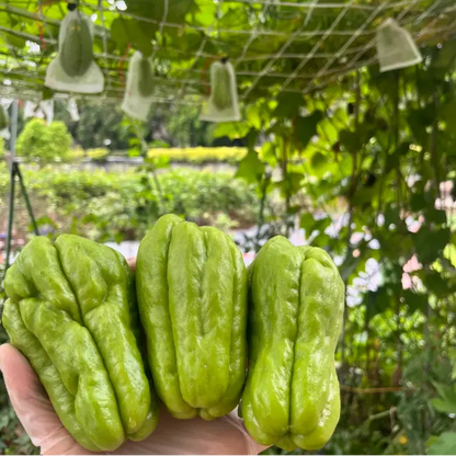 Chayote Seeds for Planting – Fast Growing Mexican Squash Vine