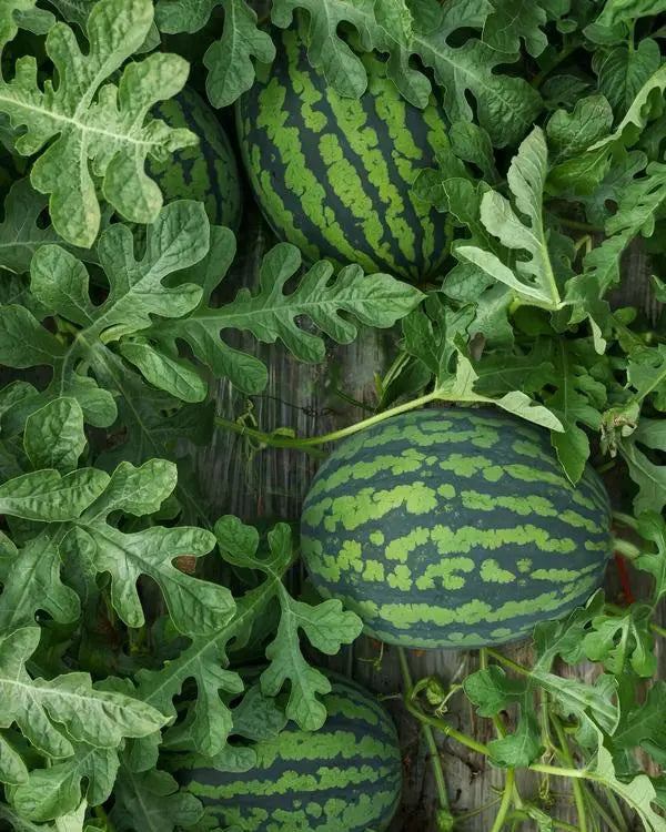 🌱250 Pcs Lazy Seedless Watermelon for Planting