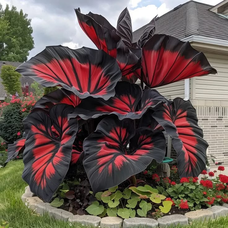 Giant Colorful Caladium Grow Kit – Vibrant Foliage & Oversized Growth