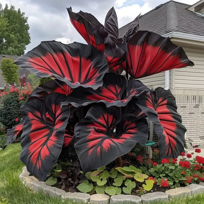 Giant Colorful Caladium Grow Kit – Vibrant Foliage & Oversized Growth