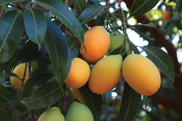 Mangoes ripening naturally on a tree
