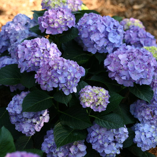 Hydrangea Collection – Endless Summer, Violet Queen, Magic Ruby & Princess Annie