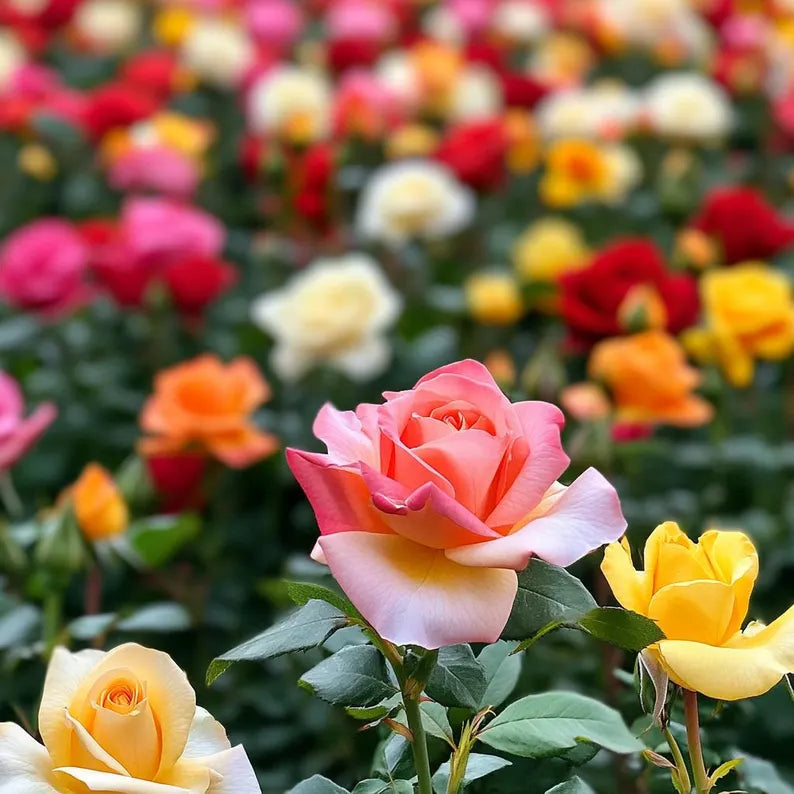Perfumed Mixed Rose Collection – Colorful Garden Blooms