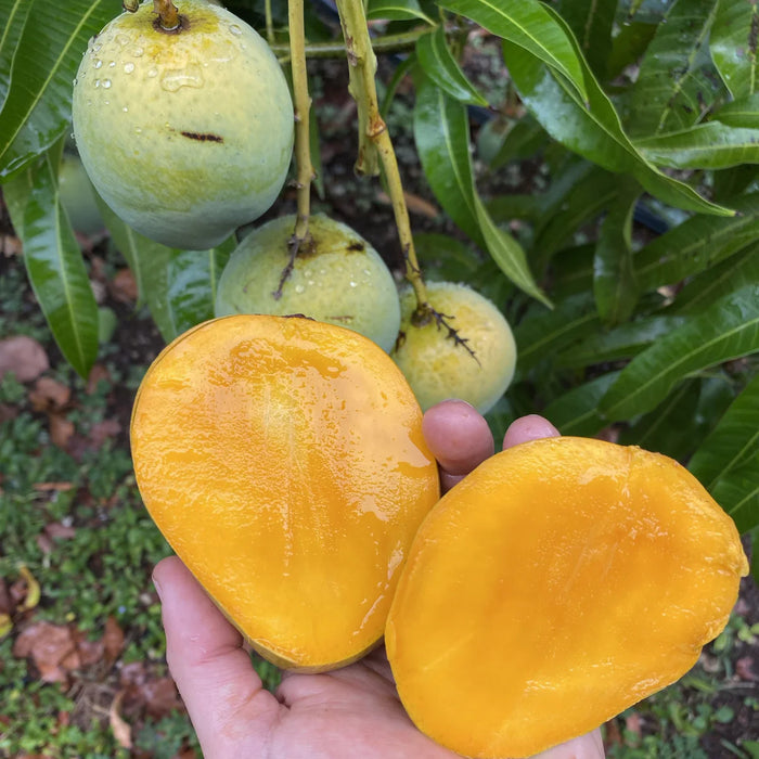 Fresh mango opened to show its flesh