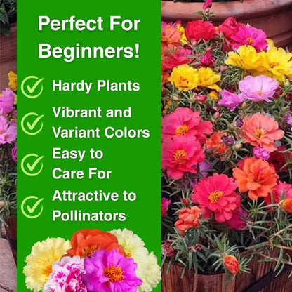 🌸Moss Rose Plant Kit– 🌿Perennial Flower Seeds / Large Flowers / Easy to Grow