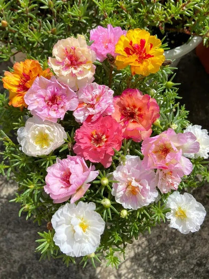 🌸Moss Rose Plant Kit– 🌿Perennial Flower Seeds / Large Flowers / Easy to Grow