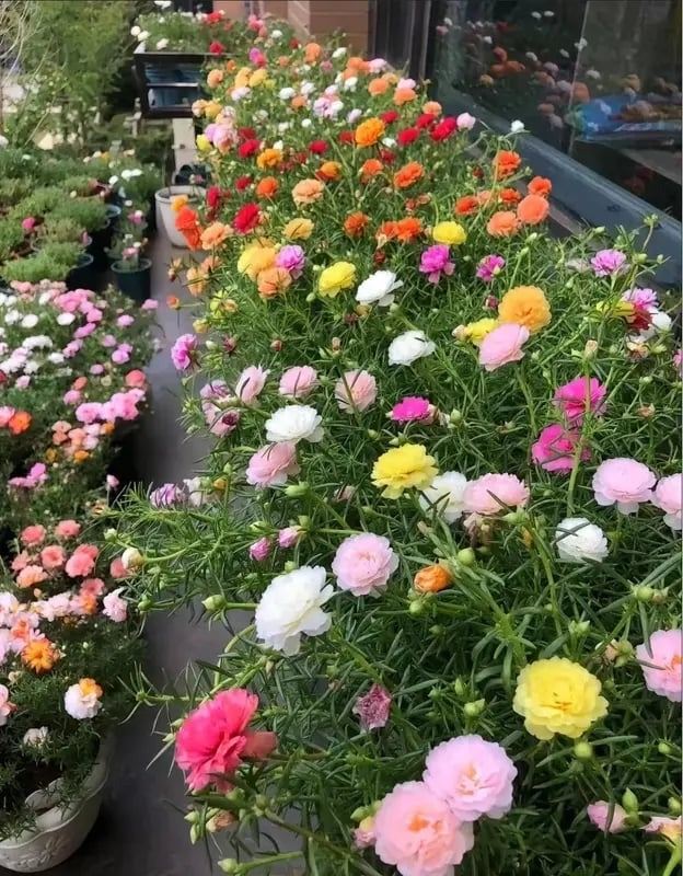 🌸Moss Rose Plant Kit– 🌿Perennial Flower Seeds / Large Flowers / Easy to Grow