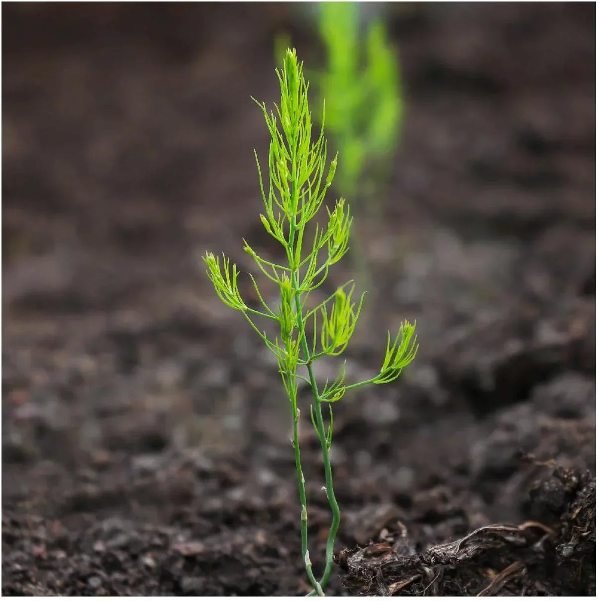 Low-Fat High-Fiber Asparagus Plant Kit