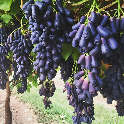 Sapphire Grapes Growing Kit – Grow Rare Finger Grapes at Home