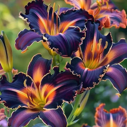  Rare Exquisite Lily Blooms of Elegance and Grace Plant Kit