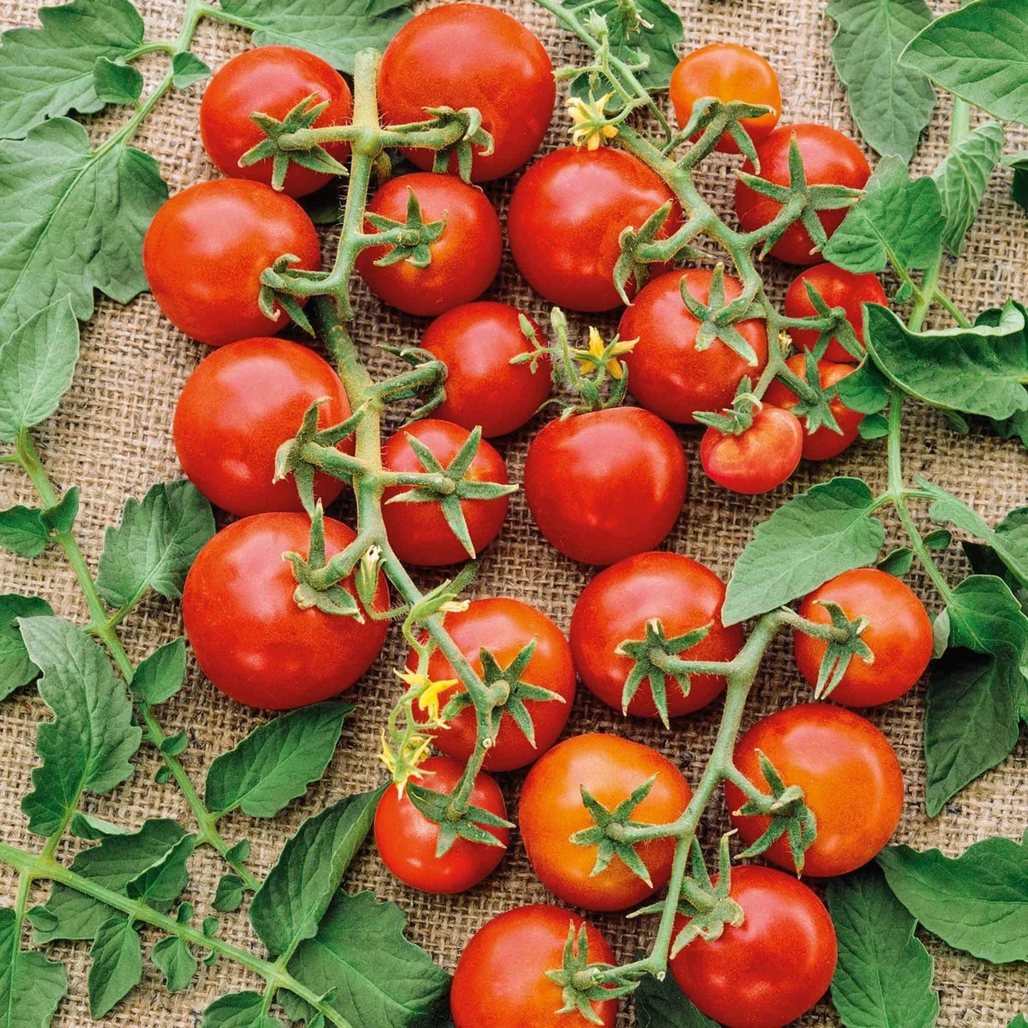 Super Sweet 100 Trailing Tomato Growing Kit – High Yield