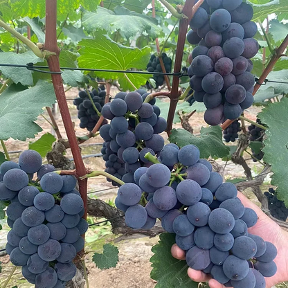 Sapphire Grapes Growing Kit – Grow Rare Finger Grapes at Home