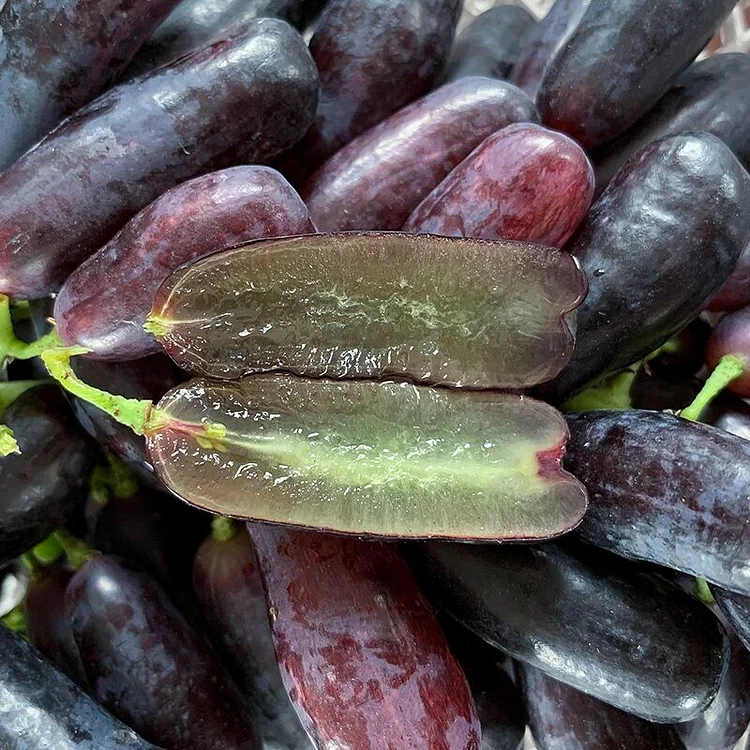 Sapphire Grapes Growing Kit – Grow Rare Finger Grapes at Home
