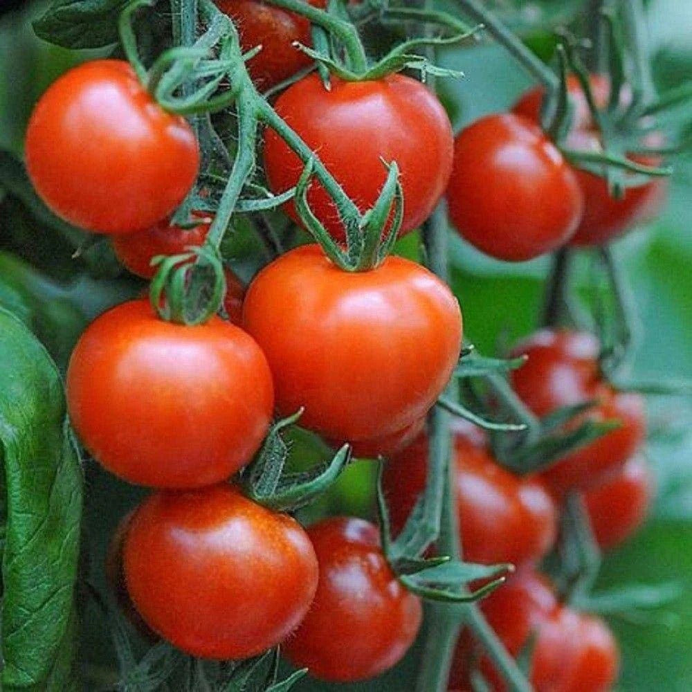 Super Sweet 100 Trailing Tomato Growing Kit – High Yield