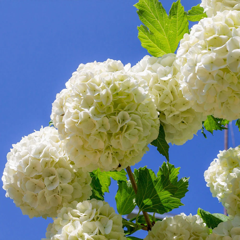Hydrangea Collection – Endless Summer, Violet Queen, Magic Ruby & Princess Annie