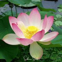 Rosy Bloom Lotus