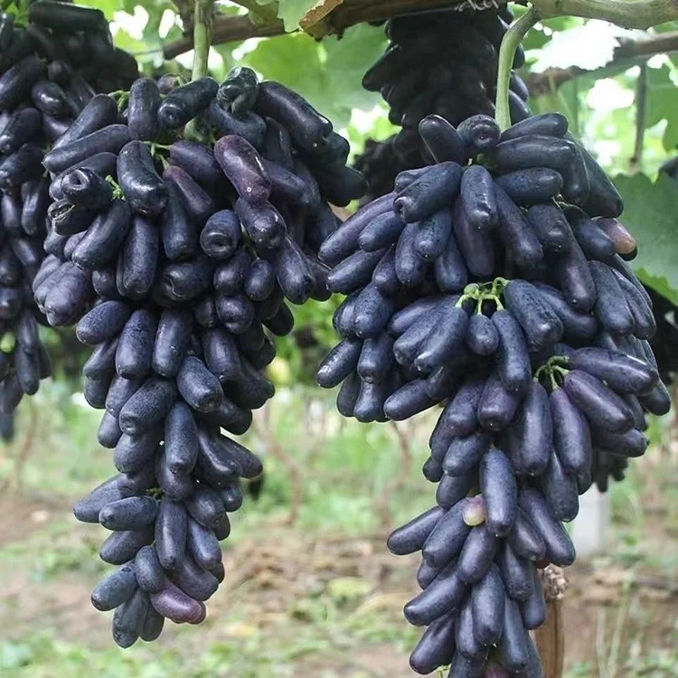 Sapphire Grapes Growing Kit – Grow Rare Finger Grapes at Home