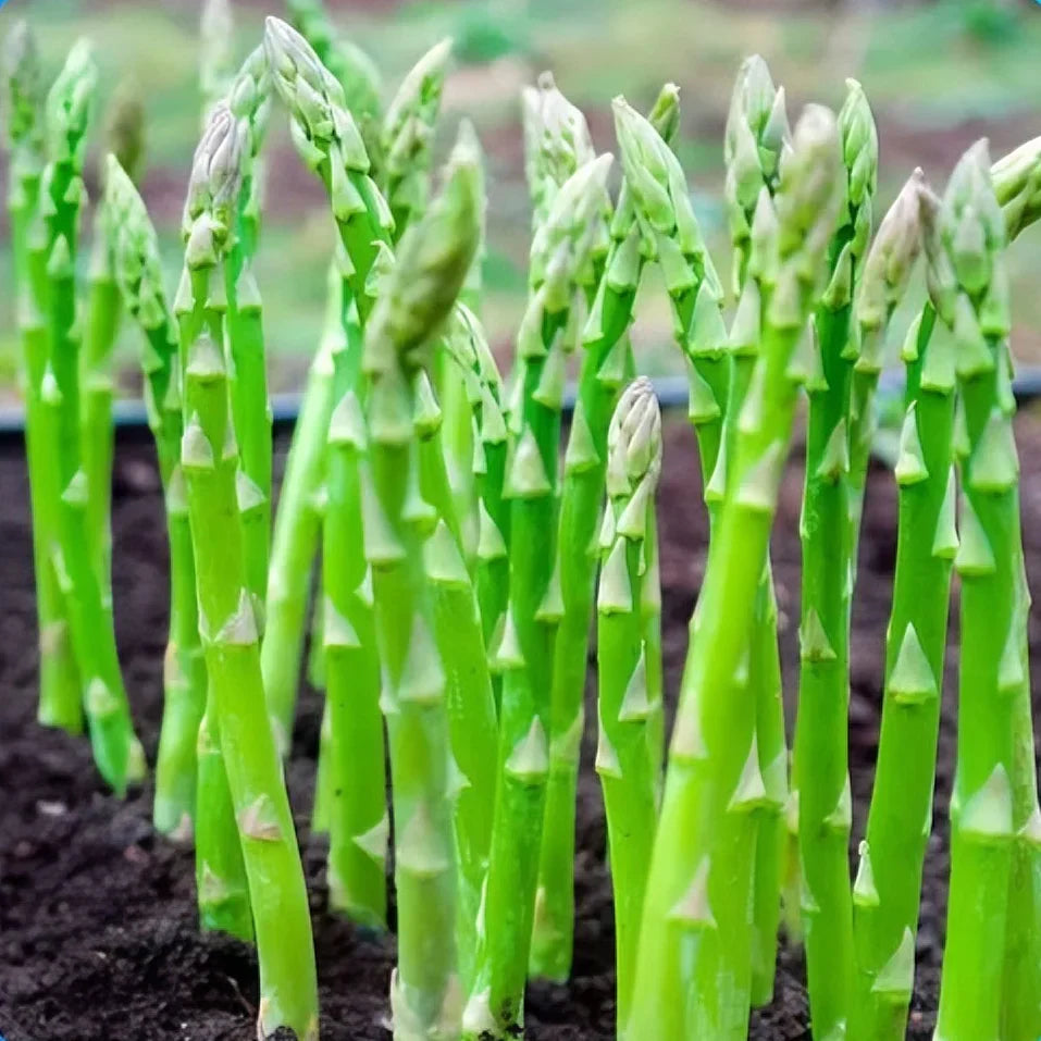 Low-Fat High-Fiber Asparagus Plant Kit