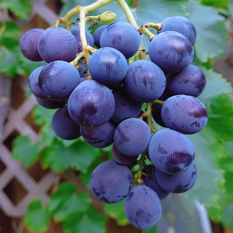 Sapphire Grapes Growing Kit – Grow Rare Finger Grapes at Home