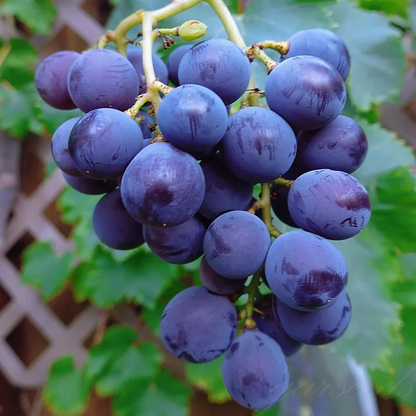 Sapphire Grapes Growing Kit – Grow Rare Finger Grapes at Home