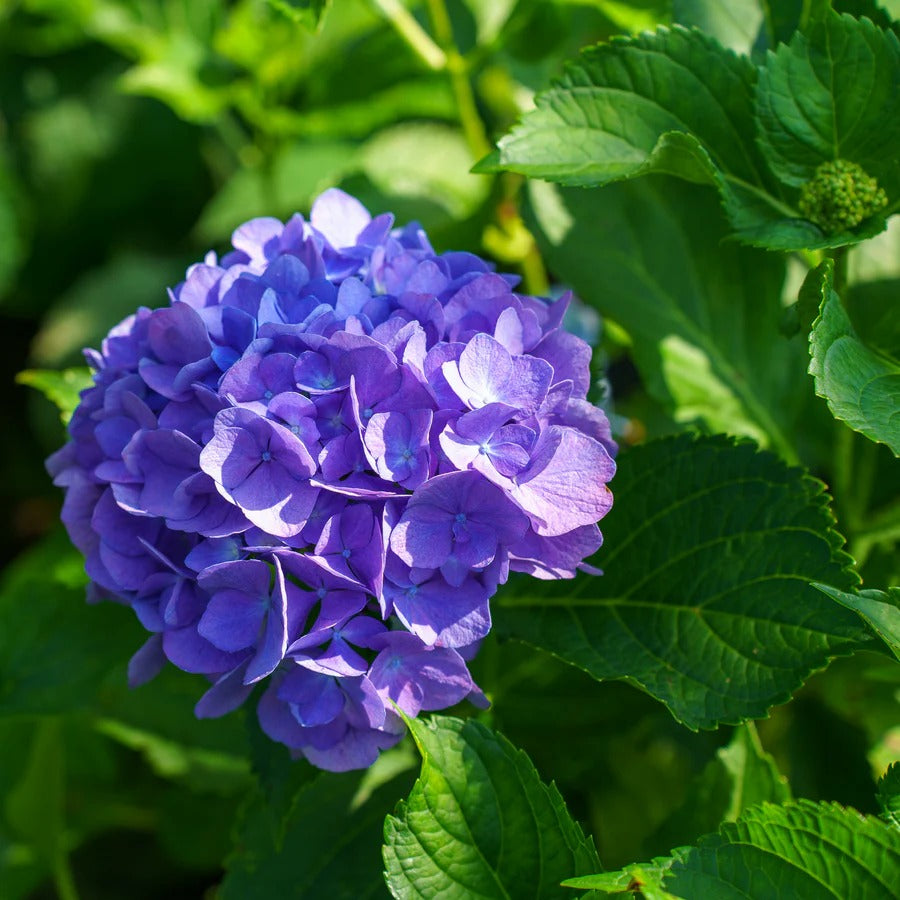 Hydrangea Collection – Endless Summer, Violet Queen, Magic Ruby & Princess Annie