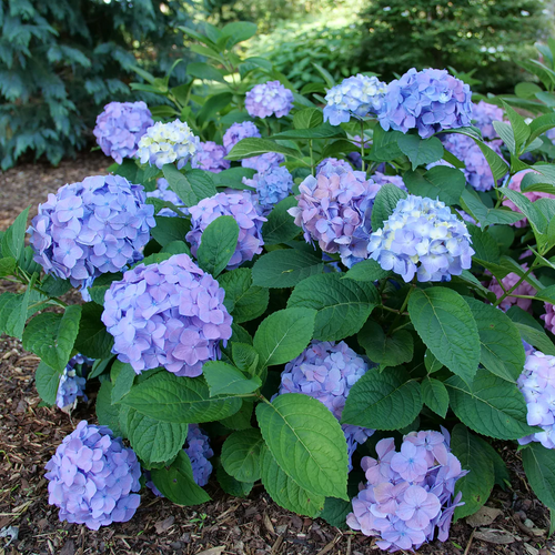Hydrangea Collection – Endless Summer, Violet Queen, Magic Ruby & Princess Annie