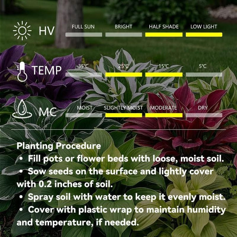 🌱Hosta Perennial Shade Plant for Garden & Landscape Decor