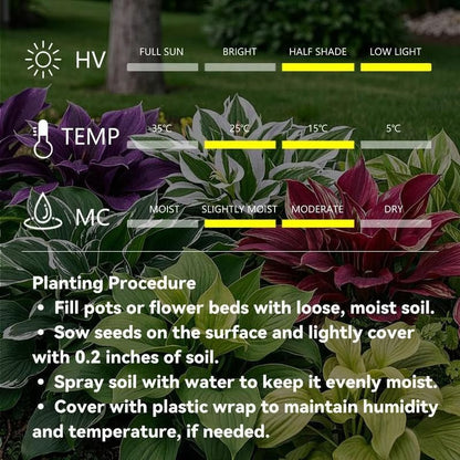 🌱Hosta Perennial Shade Plant for Garden & Landscape Decor