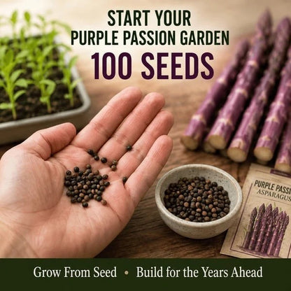 Purple Passion Asparagus Plants – Perennial Garden Favorite, Sweet & Tender Spears