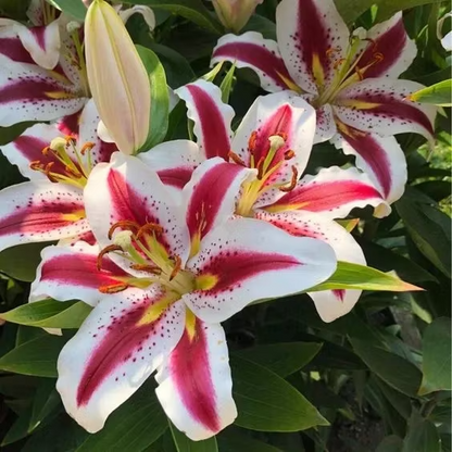  Rare Exquisite Lily Blooms of Elegance and Grace Plant Kit