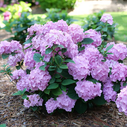 Hydrangea Collection – Endless Summer, Violet Queen, Magic Ruby & Princess Annie