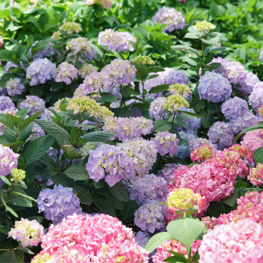Hydrangea Collection – Endless Summer, Violet Queen, Magic Ruby & Princess Annie